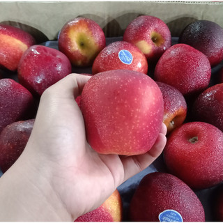 Jual APEL MERAH 1 KG PREMIUM USA | APEL WASHINGTON | Shopee Indonesia