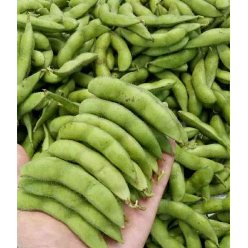 Jual EDAMAME FRESH 1 KG Shopee Indonesia