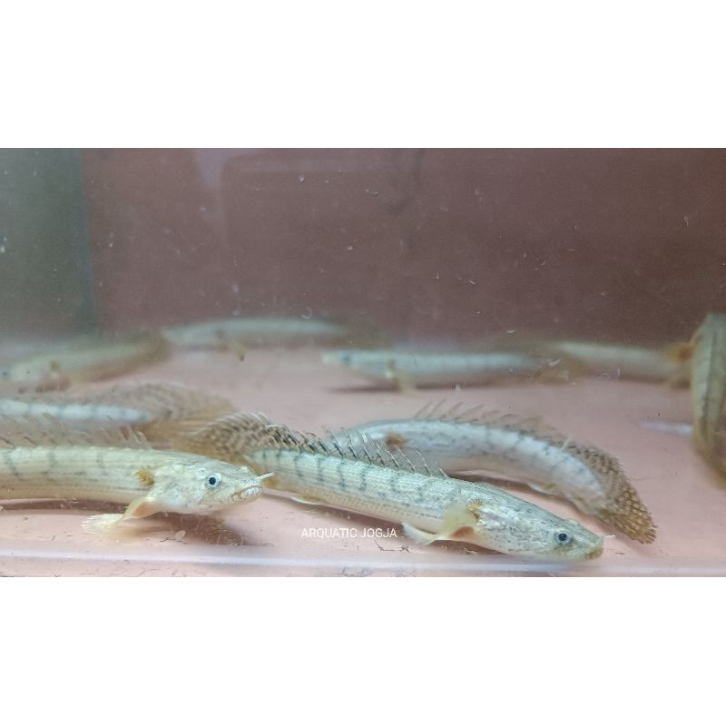 Jual PALMAS CONGICUS PURE 10-11cm | Shopee Indonesia