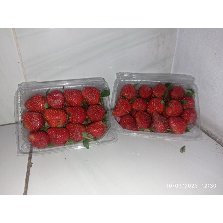 Jual STRAWBERRY LOKAL UKURAN BESAR PER PACK 300GR | Shopee Indonesia