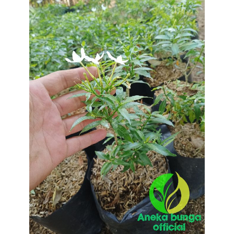 Jual Tanaman bunga rombusa mini / pohon rombusa mini berbunga | Shopee ...