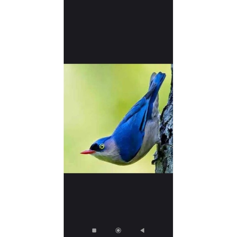 Jual Burung Rambatan Paruh Merah RPM Rajin Harga NETTTTT | Shopee Indonesia