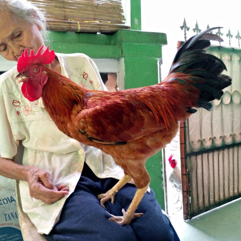 Jual ayam jago merah badan besar jenis ELBA | Shopee Indonesia