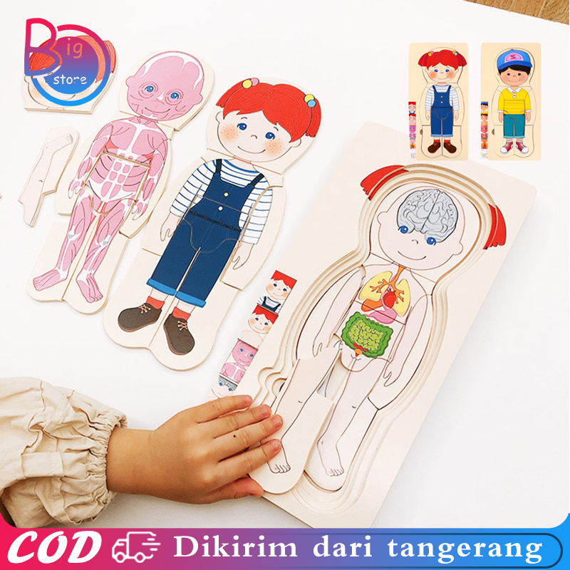 Jual Human Body Puzzle Human Body Multilayer Human Body Toys Mainan