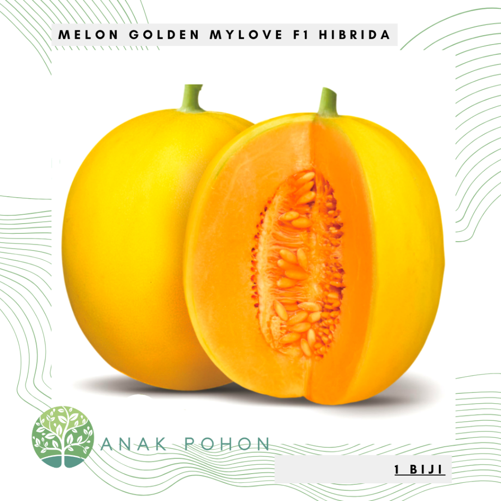 Jual Benih Bibit Biji Melon My Love F1 Golden Kuning Hibrida Seeds Rasa Manis And Warna Daging 