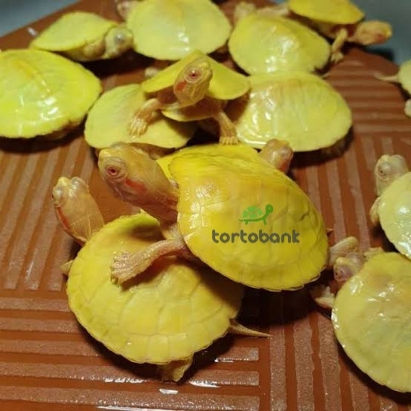 Jual KURA BRAZIL ALBINO TURTLE KURA AIR RED EARED SLIDER ALBINO