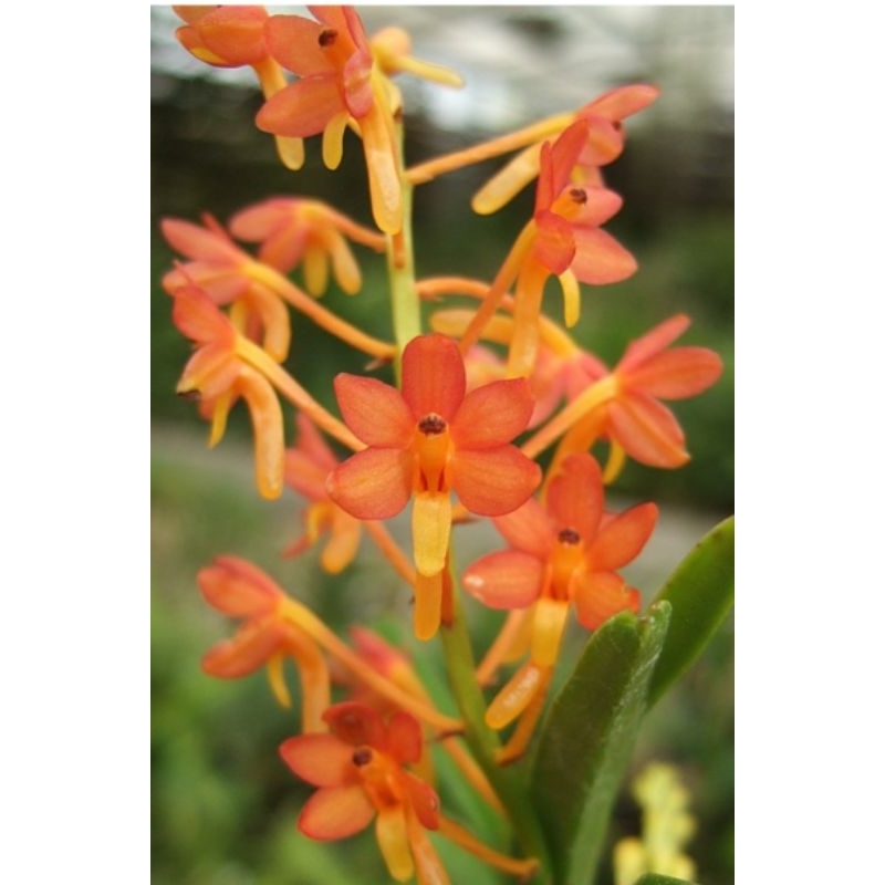 Jual Anggrek Vanda miniata dewasa | Shopee Indonesia