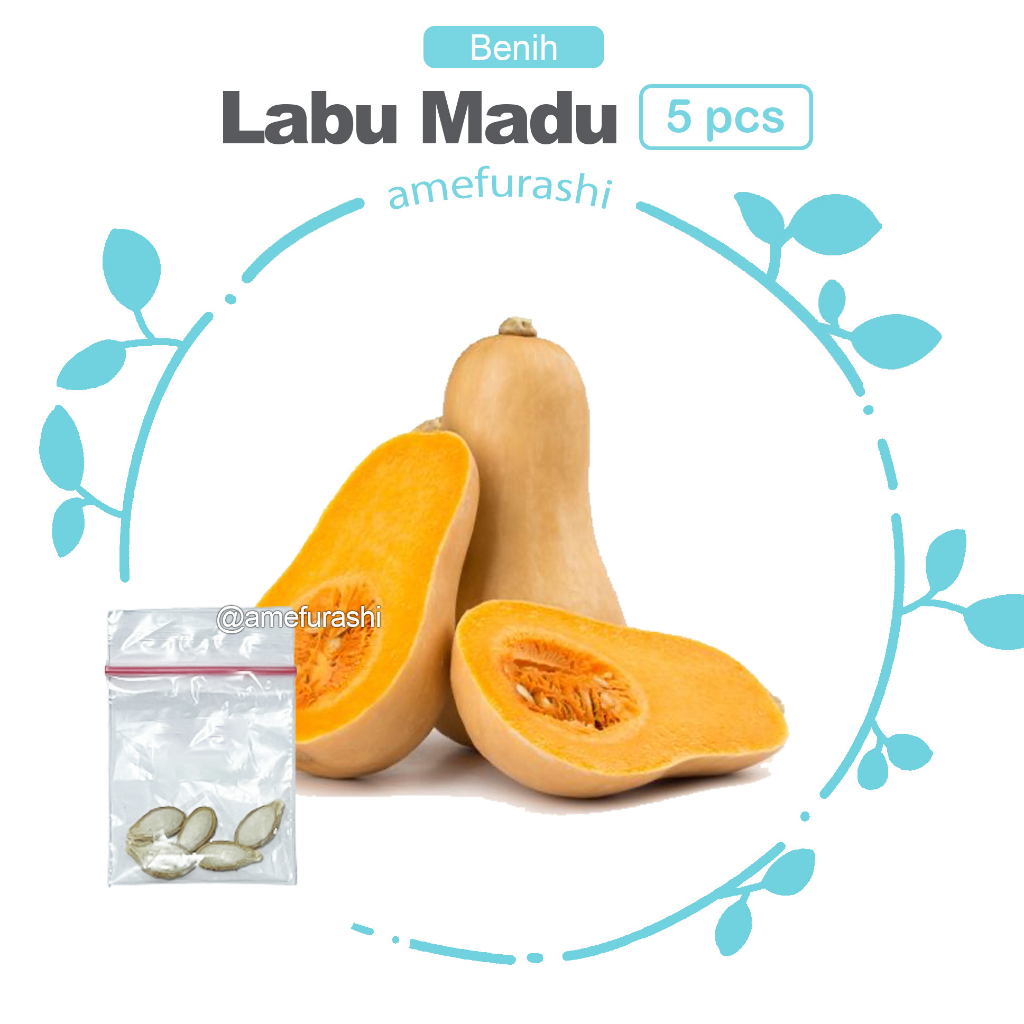 Jual ibit / Benih / Seeds Labu Madu F1 Butternut Squash | Shopee Indonesia
