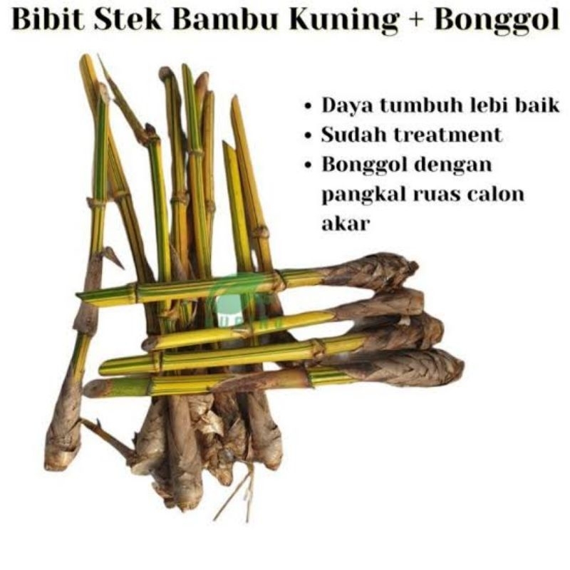 Jual Stek bambu kuning penangkal setan belek | Shopee Indonesia
