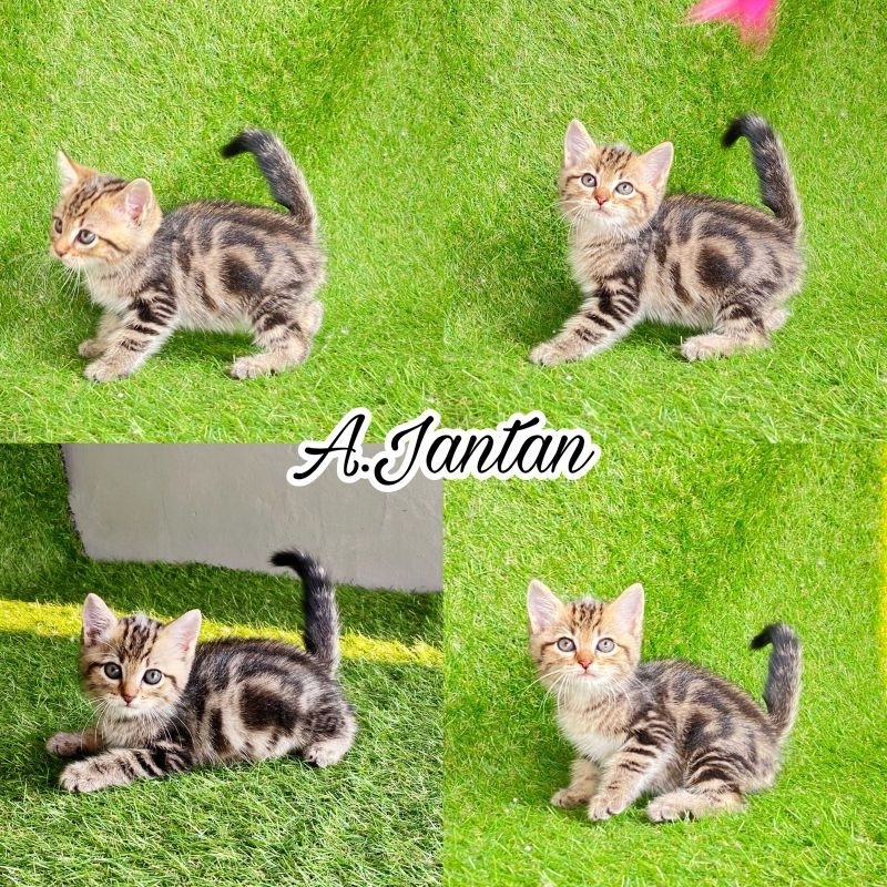 Anak kucing hot sale american shorthair