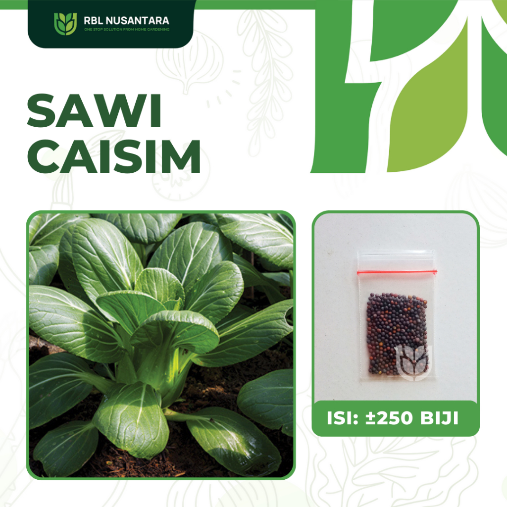 Jual 250 Benih Sawi Caisim Shinta Sayur Sayuran Hijau Sawi Bakso Unggul