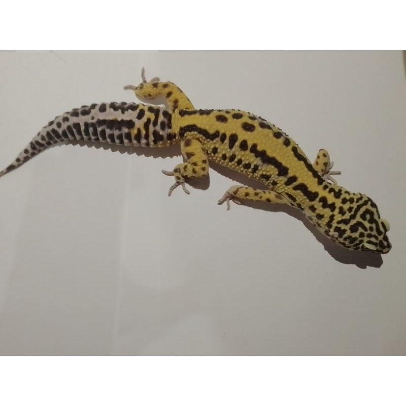 Jual Mainan Anak Leopard gecko Jumbo Shopee Indonesia