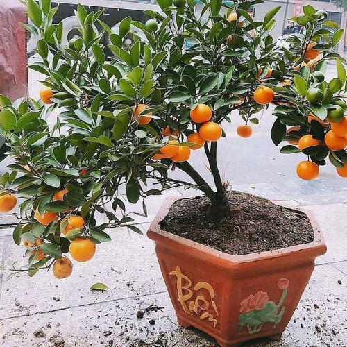 Jual pupuk phuser bestari pupuk pertumbuhan super | Shopee Indonesia