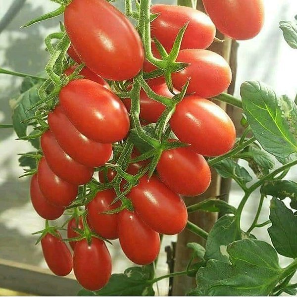 Bibit Benih Buah Tomat Kurma Merah (10 Butir)