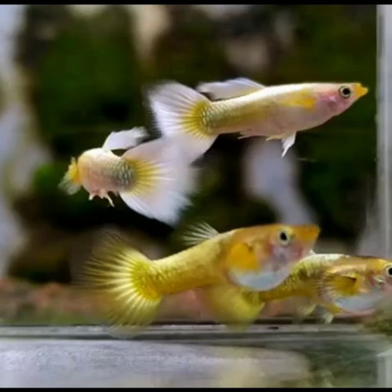 Jual hiasan akuarium yellow mikarif yelow micariff guppy sepasang gupi ...