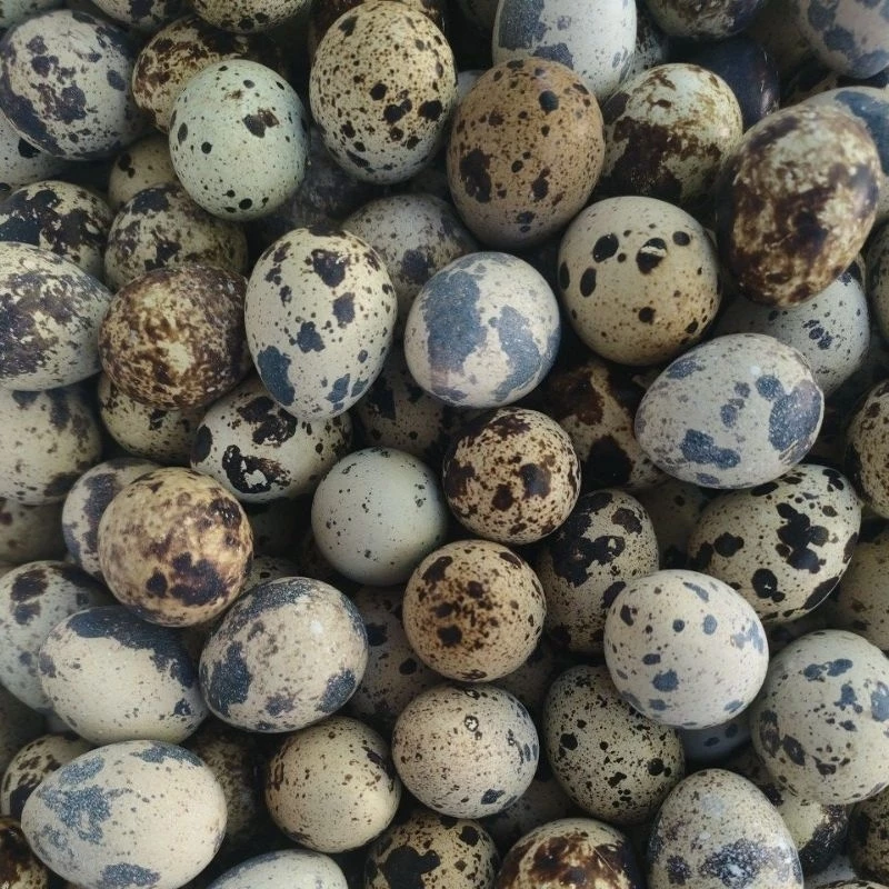 PROMO !!! TELUR PUYUH ISI 40 / 80 BUTIR MENTAH