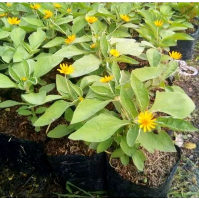 Jual BUNGA MATA HARI MINI/BUTTER DAISY MELAMPODIUM Shopee Indonesia