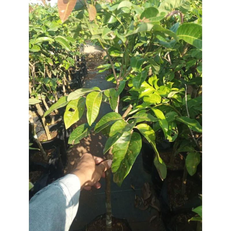 Jual Bibit Klengkeng Matalada Batang BESAR | Shopee Indonesia