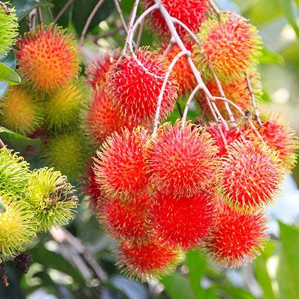 Jual Biji Buah Rambutan (2 Butir) | Shopee Indonesia