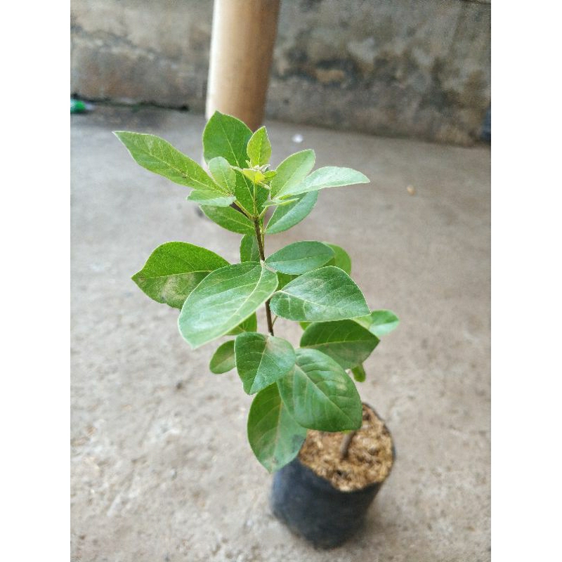 Jual Tanaman Obat Legundi Berkualitas: Tanaman Herbal Sehat di Taman ...
