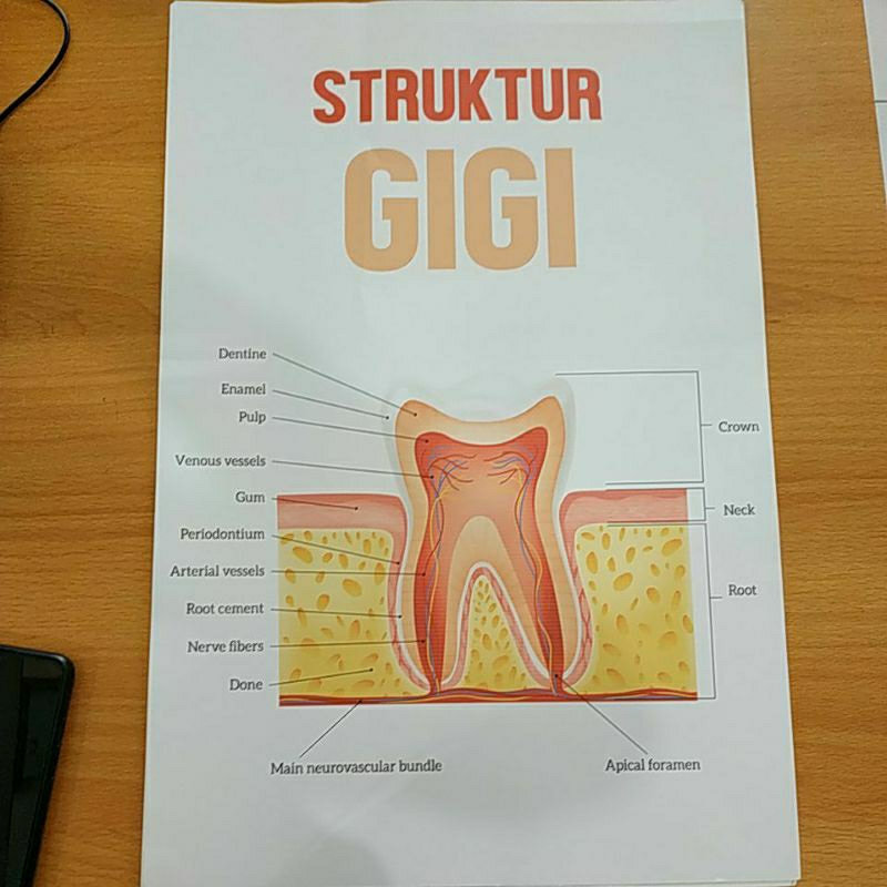 Jual POSTER STRUKTUR GIGI | Shopee Indonesia
