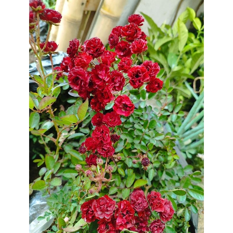Jual mawar red cherry Singapure mini tanaman hias | Shopee Indonesia