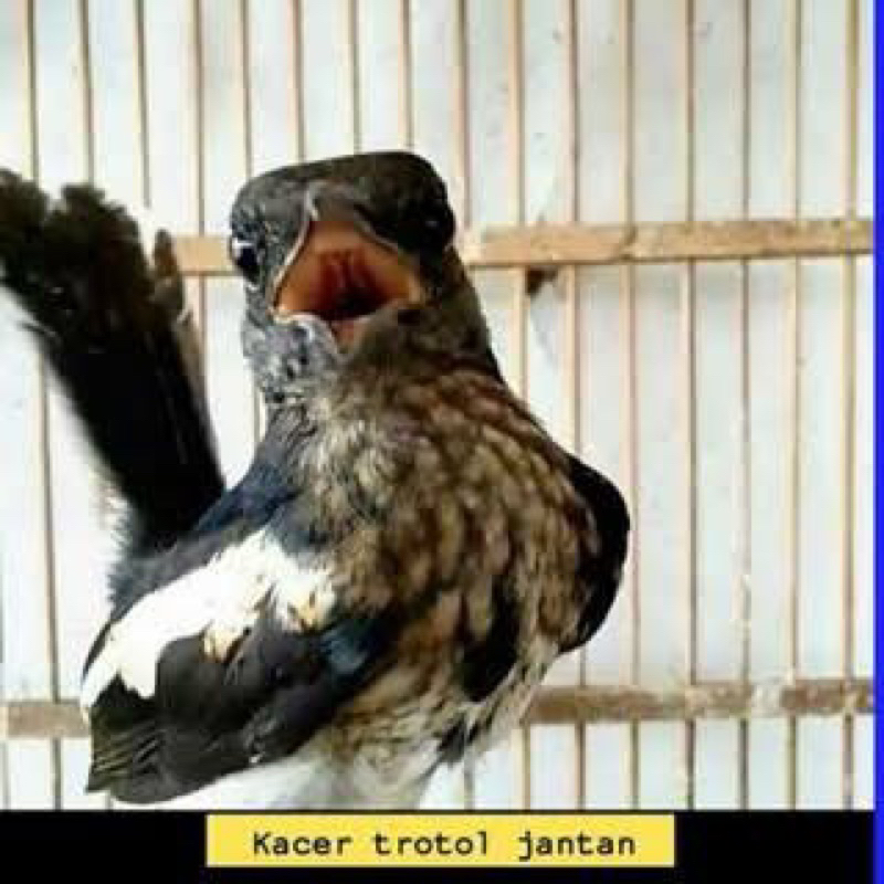 Jual burung kacer trotol pilihan jantan gemuk mulus | Shopee Indonesia