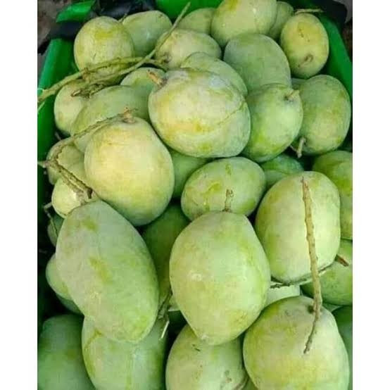 Jual Mangga Cengkir 1kg | Shopee Indonesia