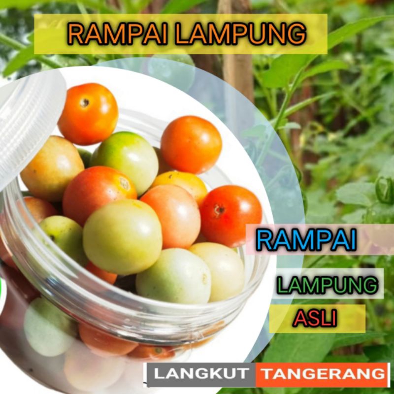 Jual rampai lampung 100 gram | Shopee Indonesia