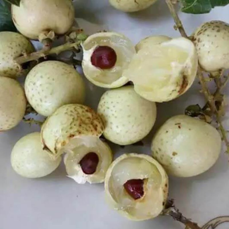 Jual Bibit Kelengkeng Matalada Hasil Okulasi Super Genjah | Shopee ...