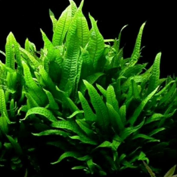 Jual Microsorum Pteropus Java Fern tanaman aquascape tanaman air epifit ...