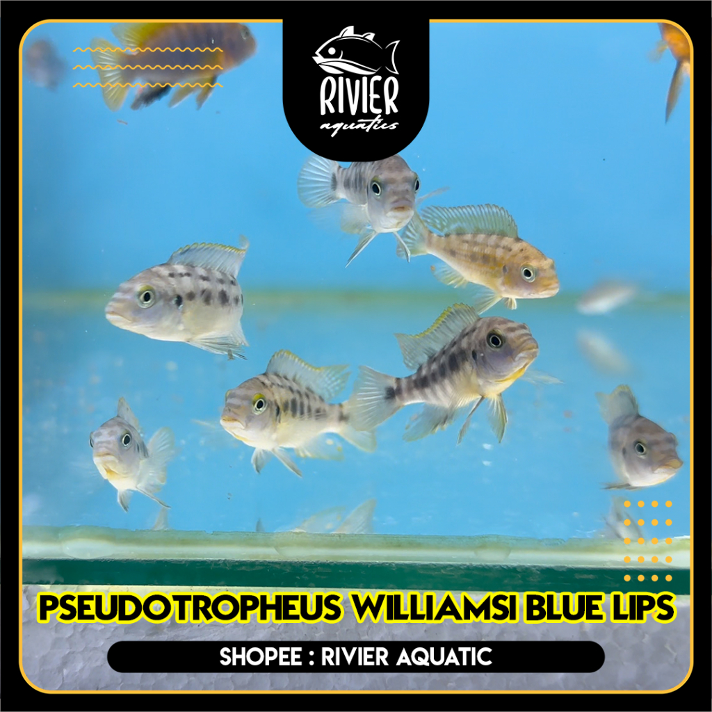 Jual Cichlid Afrika Williamsi Blue Lips Shopee Indonesia