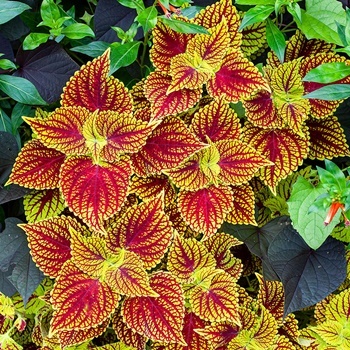 Jual Benih Bibit Biji Bunga Coleus Import Unggul Seeds Collection