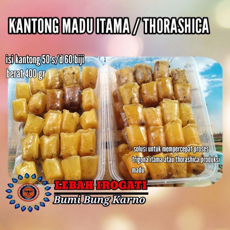 Jual KANTONG MADU ITAMA , TERMINATA DAN THORASHICA | Shopee Indonesia
