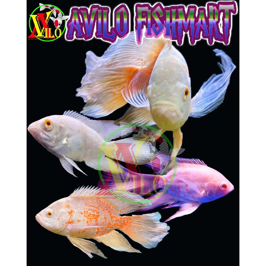 Jual Ikan Hias Galak Albino Oscar Ekor Panjang Slayer Rendom Jenis