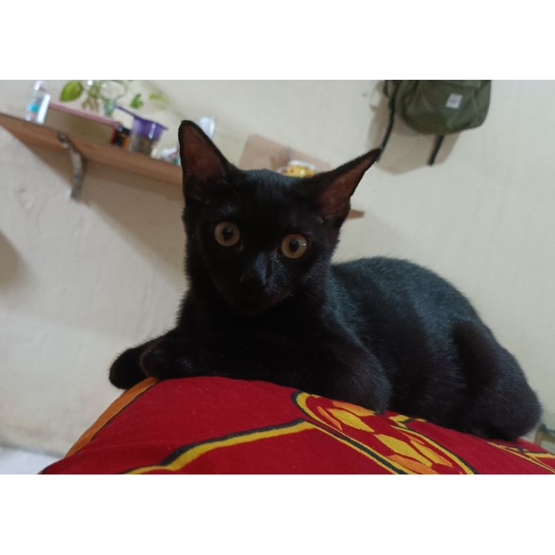 Jual kucing hitam (bsh vs bengal/america) | Shopee Indonesia