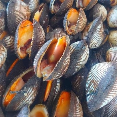 Jual Kerang Bulu 1Kg Kerang Bulu Segar Seafood Kerang Laut Segar ...