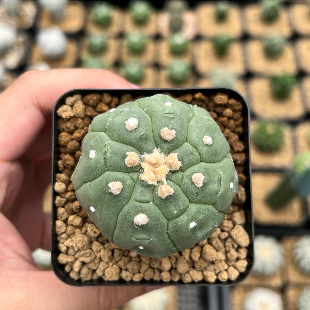 Jual Kaktus Astrophytum Kikko Turtle | Astro Kikko #8 | Shopee Indonesia