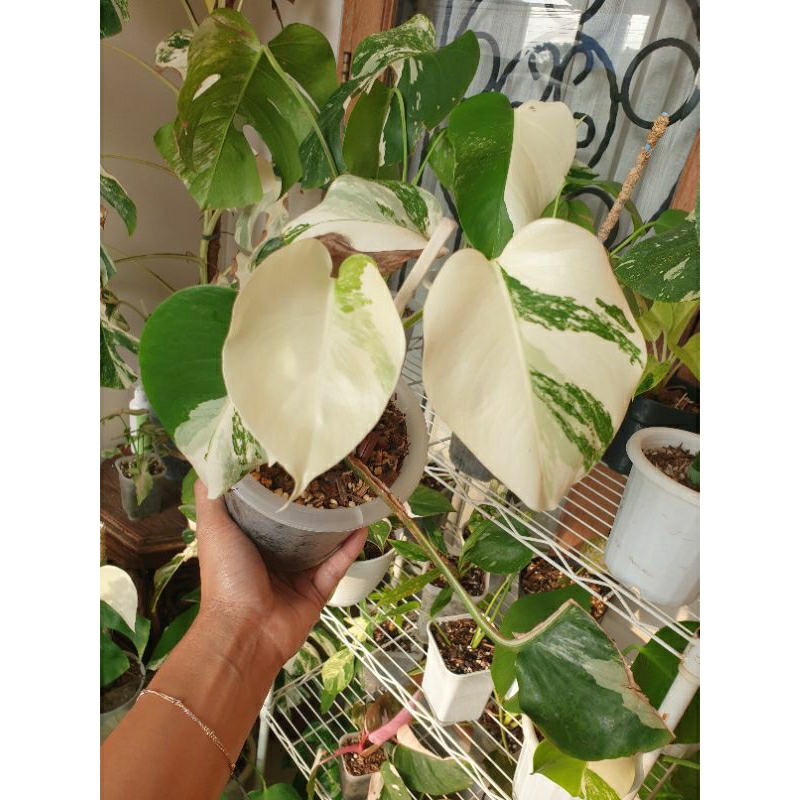 Jual MONVAR | Shopee Indonesia