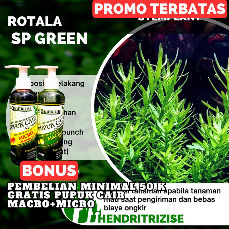 Jual rotala rotundifolia green - tanaman aquascape | Shopee Indonesia