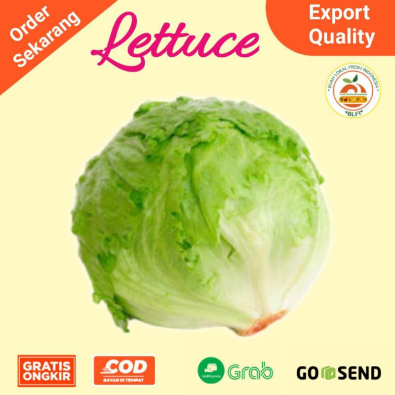 Jual LETUCE FRESH | Shopee Indonesia