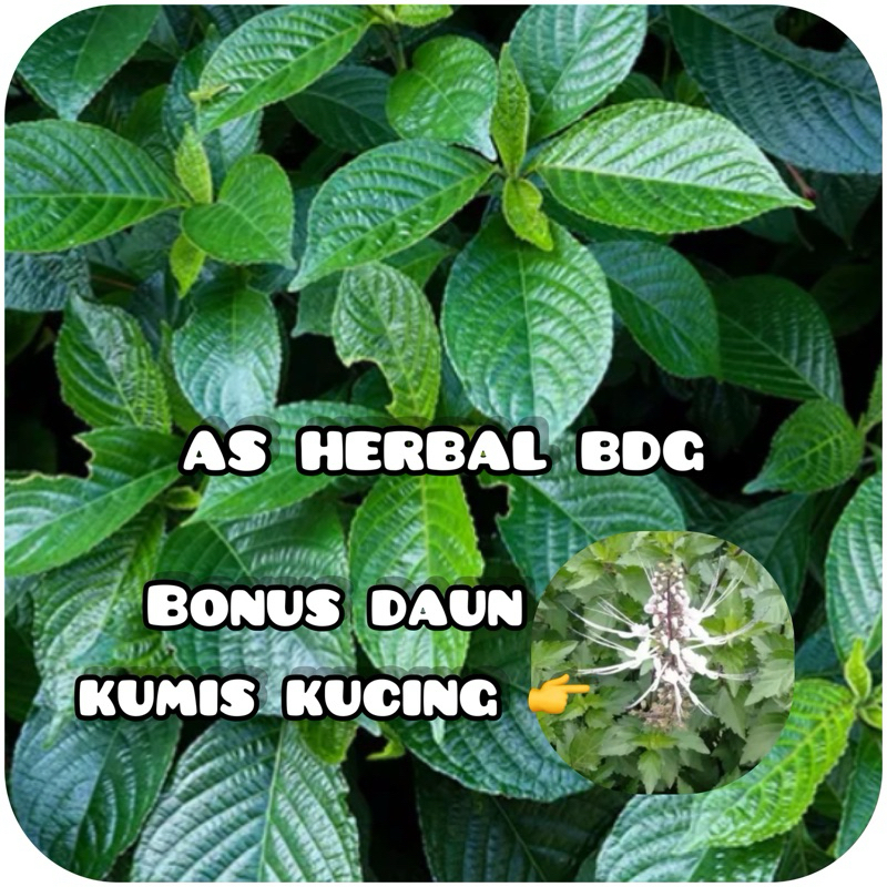 Jual Daun Keji Beling Segar 500 gram - GRATIS daun kumis kucing