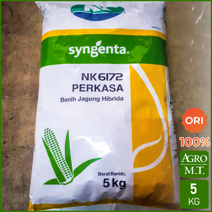 Jual NK 6172 PERKASA (5KG) Benih Jagung Hibrida - ORI Syngenta | Shopee ...