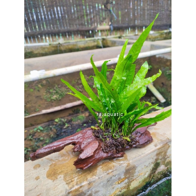 Jual Kayu rentek kadaka full sudah tengelam tanaman aquascape | Shopee ...
