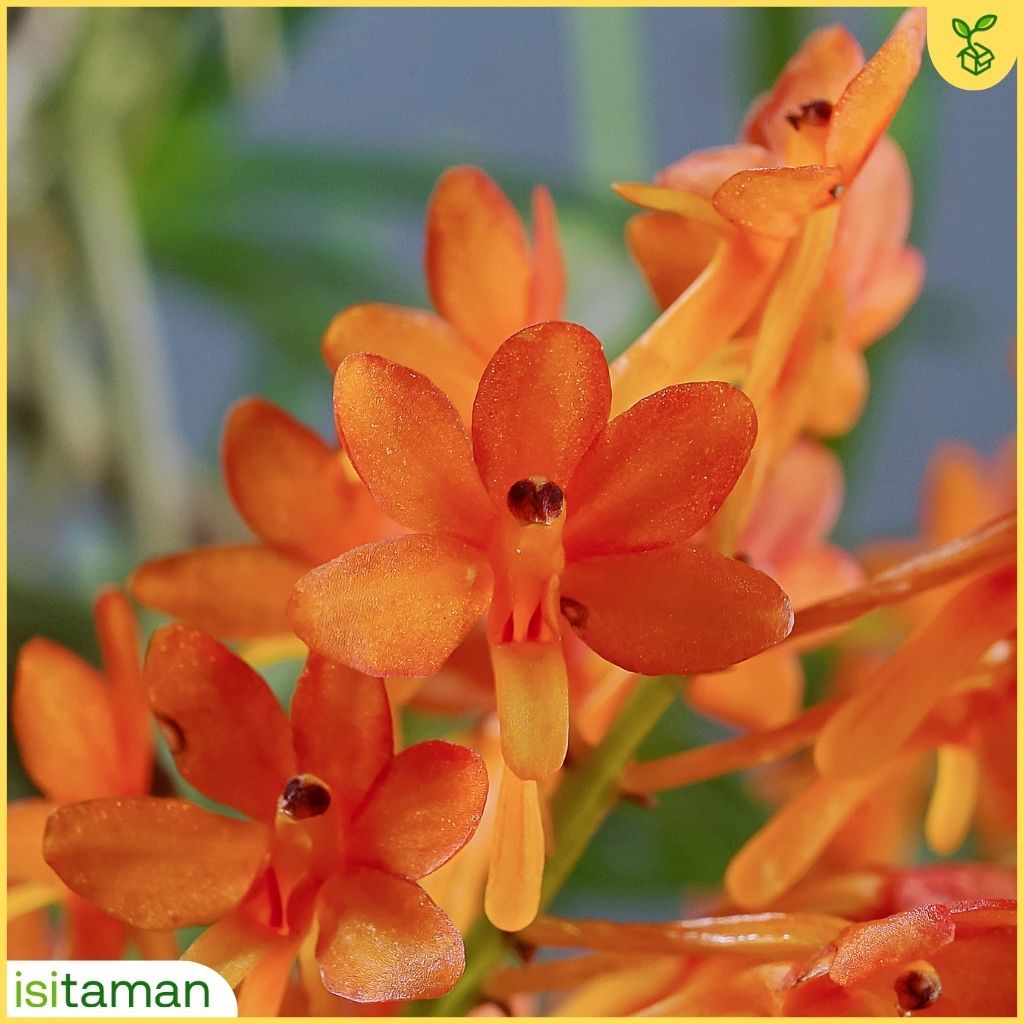 Jual Anggrek Vanda Murah Ascocentrum miniatum | Vanda mini | Shopee ...