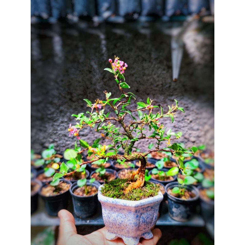 Jual Bonsai Mini Sakura Super micro Sudah Siap Pajang Disertakan pot ...