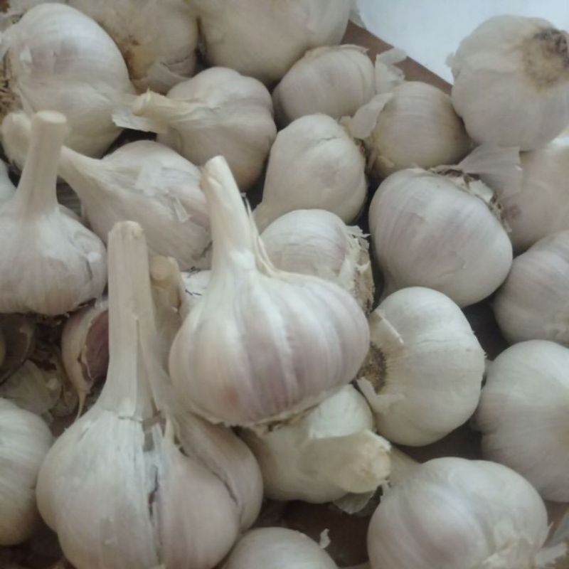 Jual Bawang Putih Kating Kemasan 1 Kg Shopee Indonesia