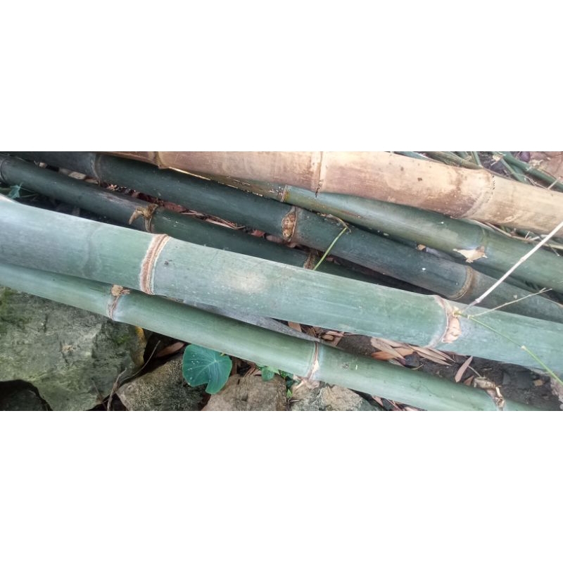 Jual bambu satu ruas | Shopee Indonesia
