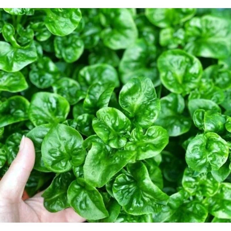 Jual Tanaman Bayam Brazil / Brazilian Spinach (Alternanthera Sissoo ...