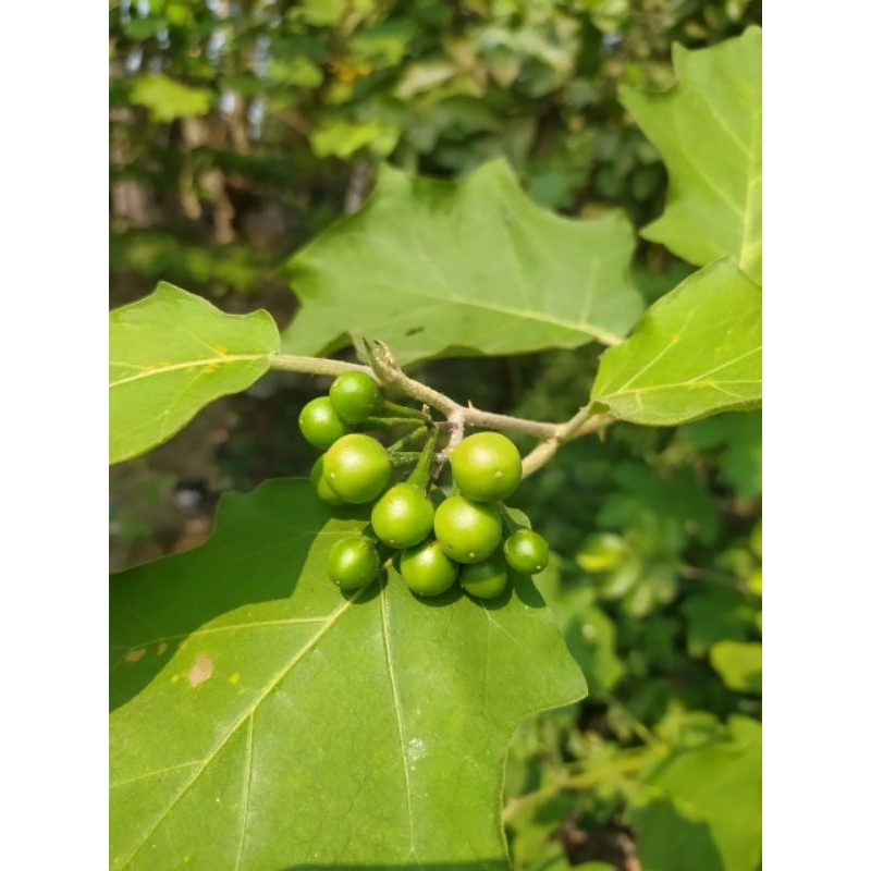 Jual Rimbang Tekokak Segar 250 gram | Shopee Indonesia
